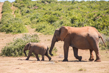 Elephant mother with her child walking in National Park in South Africa