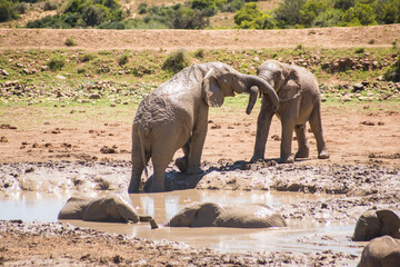 two elephants hugs in South Africa