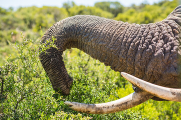 Wild Life in South Africa