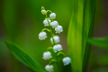 Lily of the valley