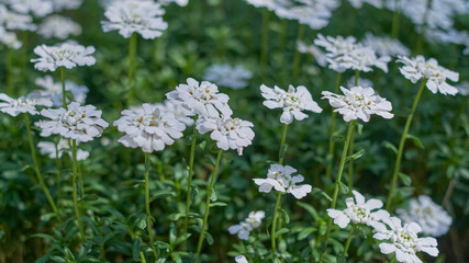 Obraz premium White flowers in spring during a sunny day