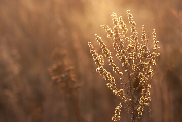 Fototapeta premium Growing wild grass wormwood in the field during the evening warm summer sunset
