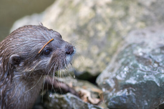 Otter face close-up. Beautiful wildlife nature image. Cute animal.