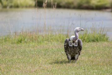 African safari wildlife image of a Ruppells Griffon Vulture standing by a water hole.