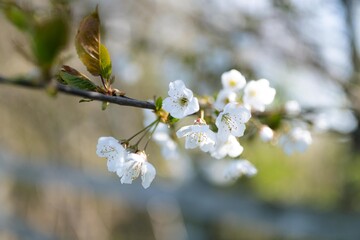 cherry blossom on a branch