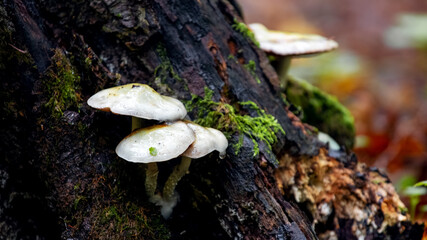 Fototapeta premium Poisonous mushrooms in the woods near the old rotten stump