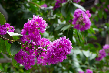 Lagerstroemia Indica is a deciduous plant with purple-pink flowers.