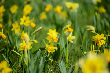 yellow flowers in the grass