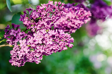 Spring lilac flowers