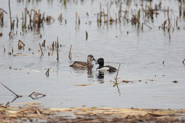 Ring-necked Duck pair swimming at a wildlife refuge