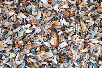 Sea shells natural background