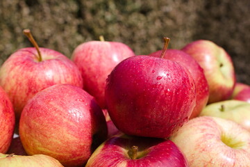 Red royal gala apples with water droplets, isolated on green foliage background, sunny day
