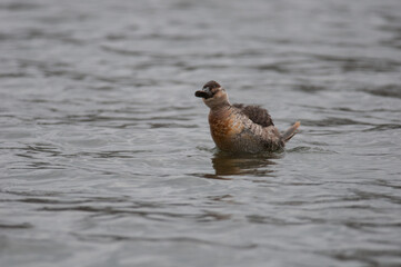 Ruddy Duck shaking off while swimming on a lake.