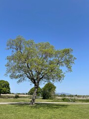 自然豊かな公園