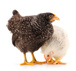 Two hens isolated.