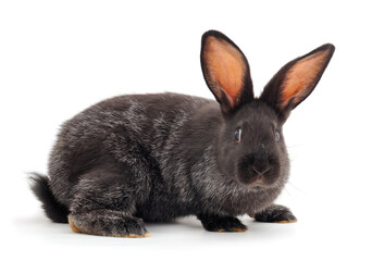 Gray rabbit isolated.