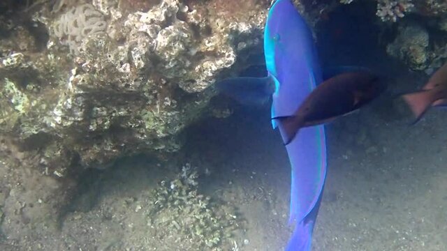 Parrot-fish is named due to its beak-like dental bone with strong teeth and brilliant coloration patters, it inhabits coral reefs together with other exotic fish