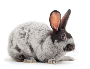 Gray rabbit isolated.