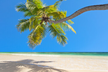 Cocotier penché sur plage tropicale paradisiaque  - obrazy, fototapety, plakaty