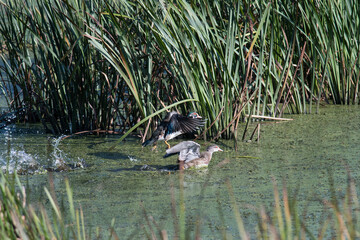 Two Wood Ducks taking off in a wetland