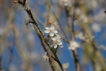 White damson tree blossom, Prunus domestica insititia, flowering in springtime, close-up with background blur