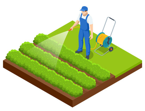 Isometric Farmer Watering A Vegetable Garden. Gardener With Watering Hose And Sprayer Water On The Vegetable