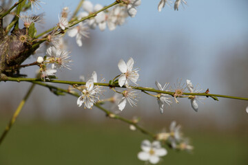 Prunus domestica insititia, white damson tree blossom,  blooming in springtime, diffused sky background