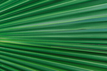 Nature background of palm leaves. Palm tree leaves nature background.