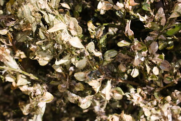 Box plant (Buxus) dying plant from infestation of Box tree caterpillars (Cydalima Perspectalis) close up