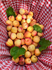 bag of apricot after collect fruit