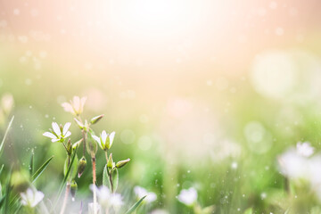 Spring or summer background with fresh grass and white flowers in morning light with sunbeams.