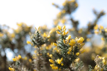 close up of yellow flowers of gorse 