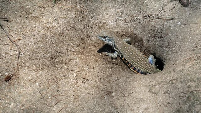 Butterfly agama or Small-scaled or Ground lizard in the burrow on the sand at Khao Sam Roi Yot National Park, Orange and black color stripes on yellow and brown skin of Tropical reptiles in Thailand