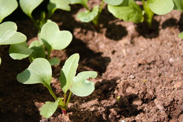Young radish plants in a soil close up on a sunny spring day