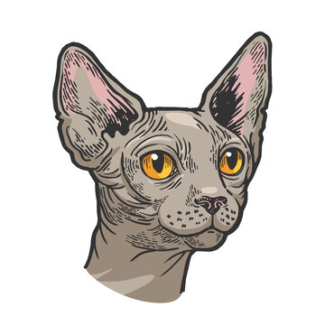 recommend clip art: Sphynx cat animal head color sketch engraving vector illustration. Scratch board style imitation. Black and white hand drawn image.
