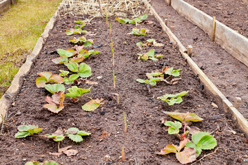Freshly prepared raised vegetable bed on an allotment in rural place