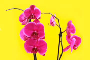 Fototapeta na wymiar pink orchid flowers with petals and stamens