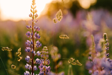 Obraz premium Lupinus field with pink purple and blue flowers. A field of lupines. Violet and pink lupin in meadow. Purple and pink lupin bunch