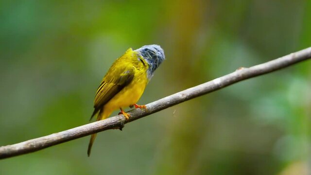 Close up of grey headed  canary flycatcher.
Cute tiny bird preening and cleaning plumage after showering in nature,hd video with natural blurred background.
 