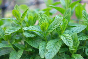 Fresh mint plants in organic farming. Bunch of Fresh green with drop of rain , Open air garden , spring season ,close-up, Italy.