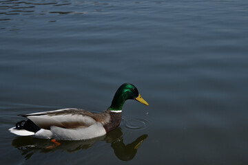 Wild boar duck, duck on the water, cute drake