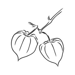 Physalis autotraced vector sketch, greyscale. physalis, vector sketch on a white background