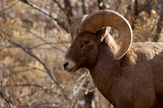 portrait of a bighorn ram
