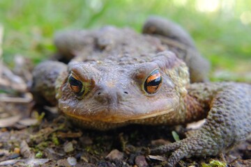 Eurasian common toad, bufo bufo