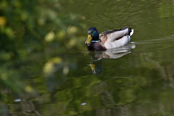 Wild boar duck, duck on the water, cute drake