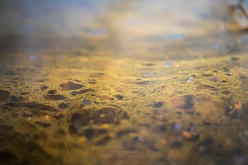 green algae texture in the lake