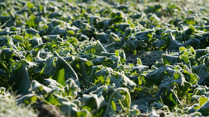 The green vegetables covered by the white frozen beads in the morning of the winter