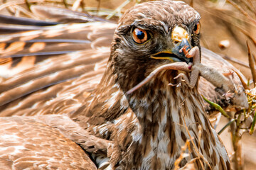 The red shoulder hawk with lunch