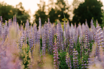 Obraz premium Lupinus field with pink purple and blue flowers. A field of lupines. Violet and pink lupin in meadow. Purple and pink lupin bunch