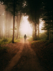 silhouette of a person walking in the woods at sunset